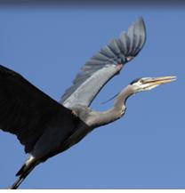 Our beautiful Blue Herons