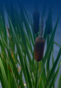 Our Cattails