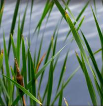 Cattails help keep our Wetlands alive
