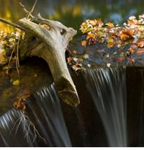 Rain Gardens minimize runnoff